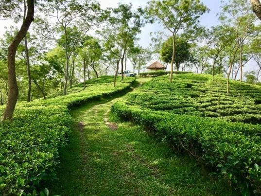 Jalinga Tea Estate in Assam