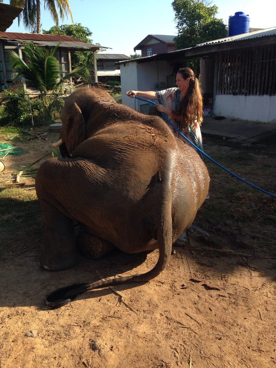 SURIN ELEPHANT Conservation