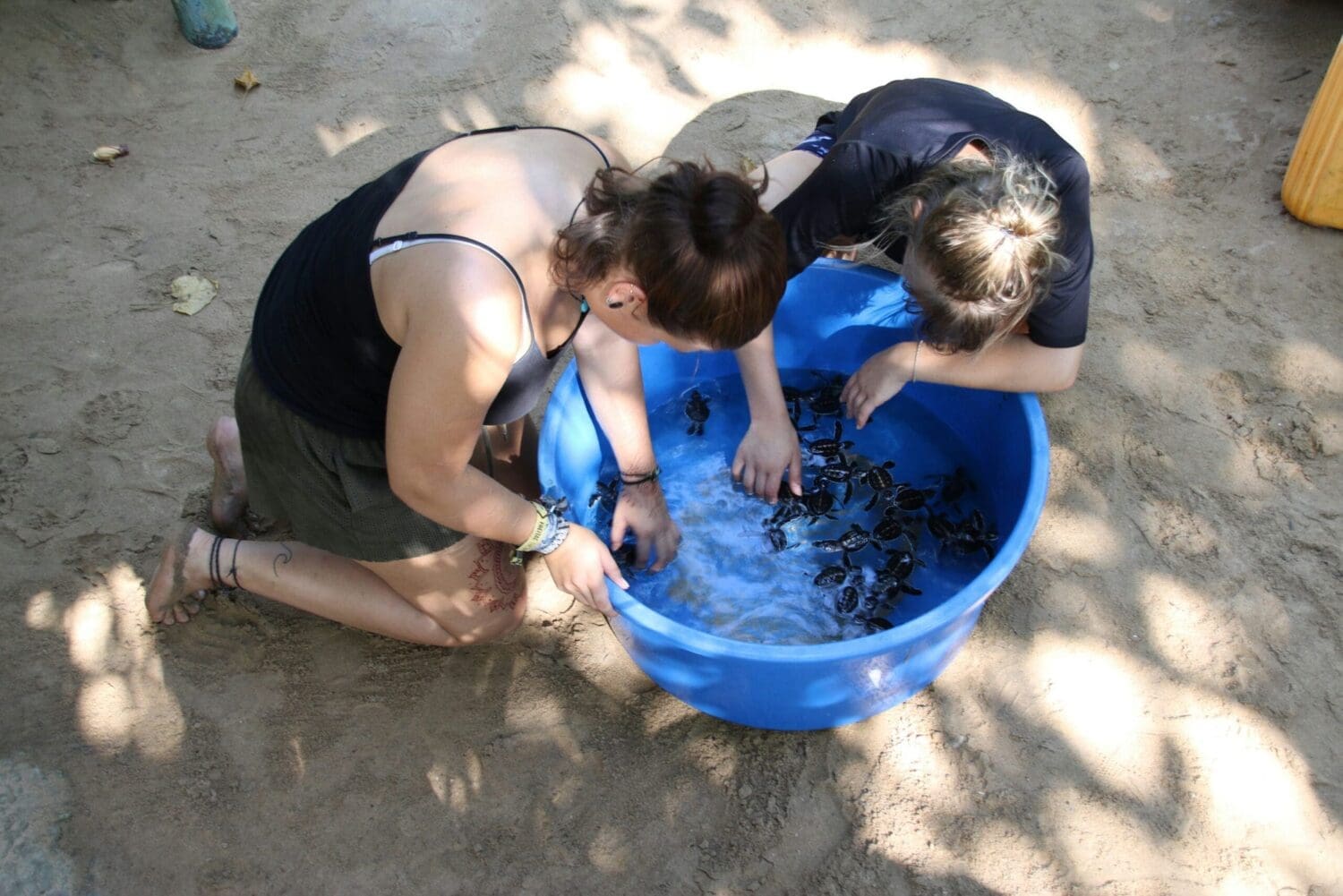 Sea Turtle hatchlings