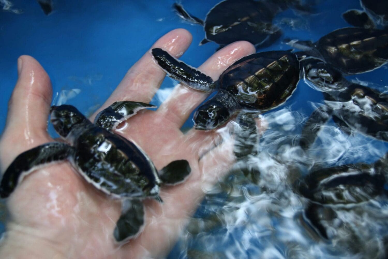 Sea turtle new born hatchlings