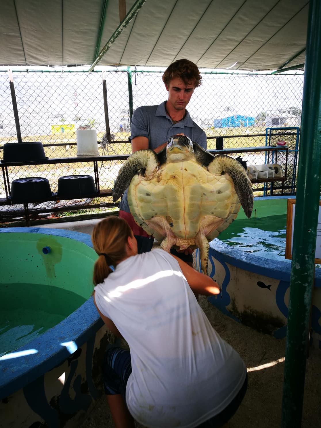 Volunteer at the sea turtle centre in Maldives