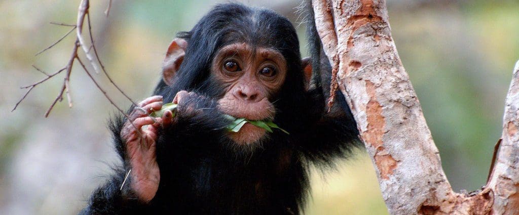 Top 17 Charities & Organisations That Help Endangered Animals - Volunteering Journeys Top 17 Charities & Organisations That Help Endangered Animals - Volunteering Journeys