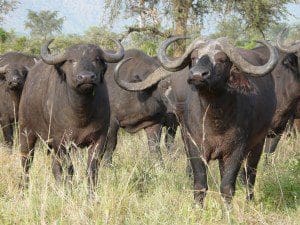 The Cape Buffalo