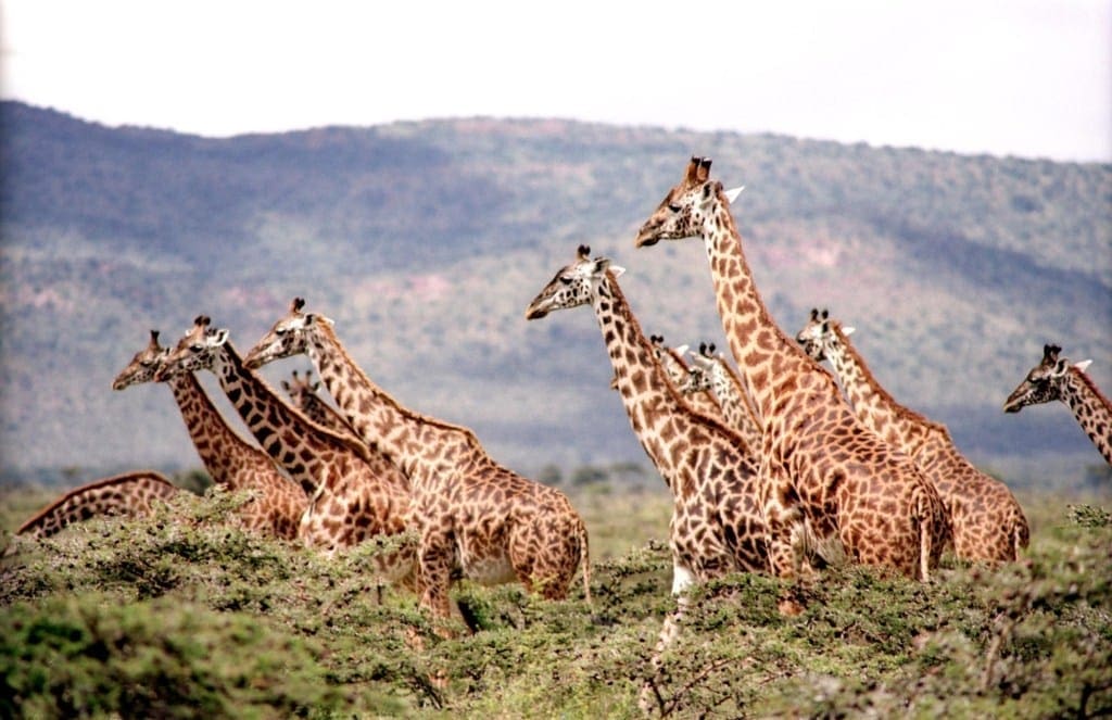 Giraffe Conservation Foundation