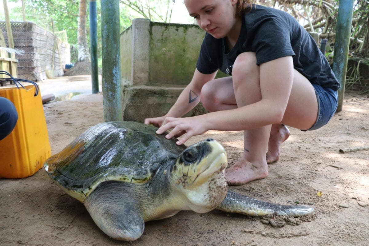 Costa Rica Sea Turtle Conservation