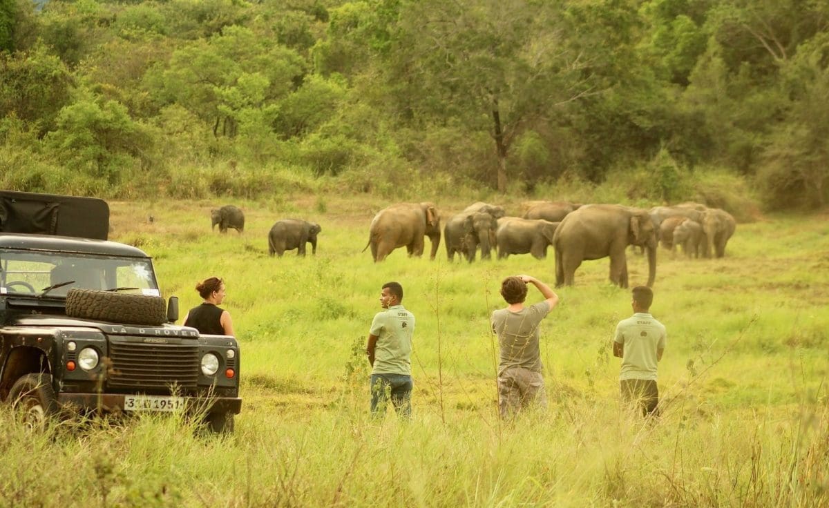 Volunteer-Abroad-with-animals