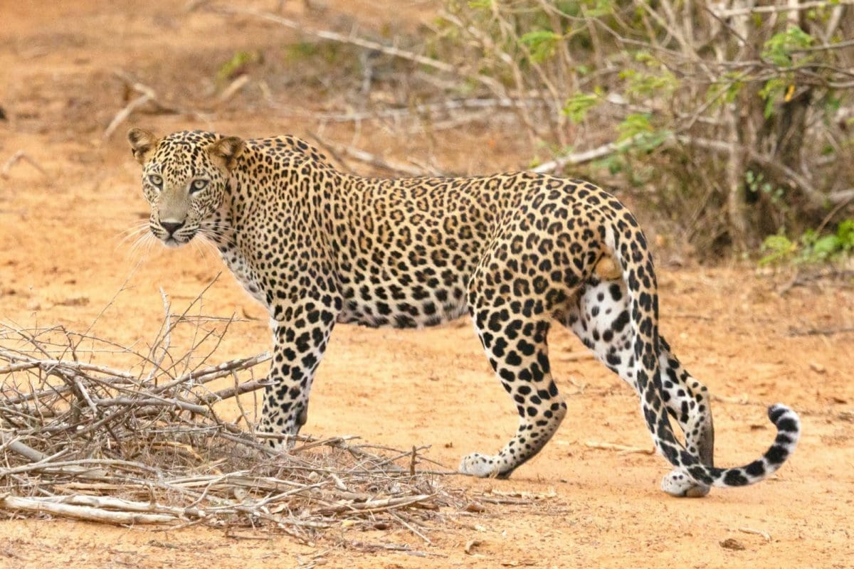 Yala Natioanl Park Sri Lanka